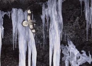 Cape Petrel and Icicles