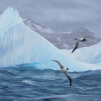 Wandering and Light-mantled Sooty Albatrosses, South Georgia