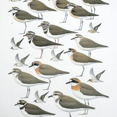 Plovers