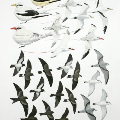 Tropic-birds, Strom-petrels and Prions