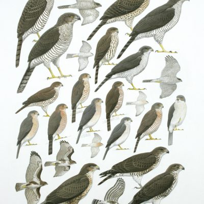 Buzzards and Accipiters
