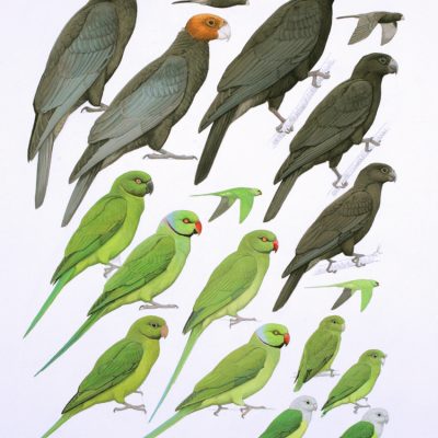 Parrots