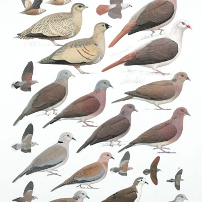 Sandgrouse, Pink Pigeon and Doves