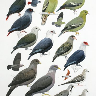 Blue, Green and Comoro Olive pigeons and Namqua Dove