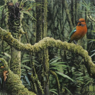 Rufous-headed Ground-roller and Mantella frog.