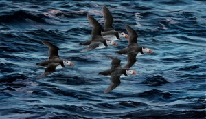 Puffins at sea