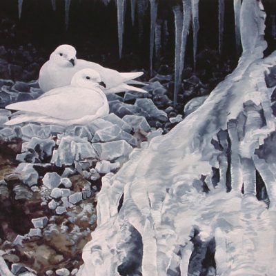 Snow Petrels