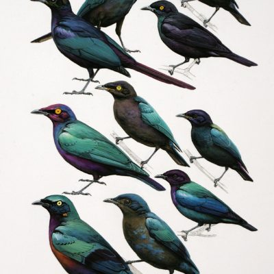 Glossy Blue Starling 2