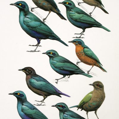 Glossy Blue Starlings 1