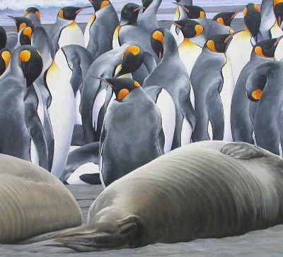 King Penguins and Elephant Seal pups, South Georgia