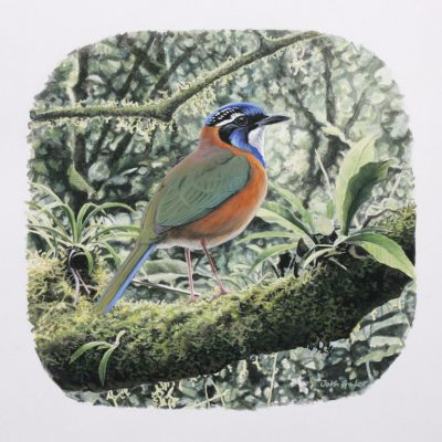 Pitta-like Ground-roller