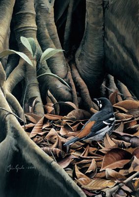 Red-backed Thrush, Kabena, Indonesia.