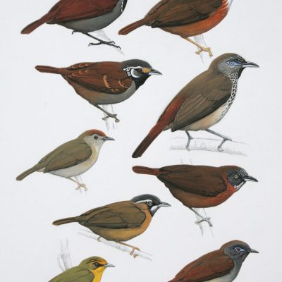 Babblers -1