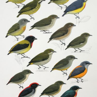Flowerpeckers