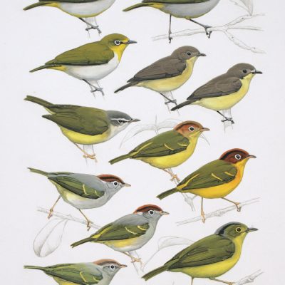White-eyes and 'sericus' warblers