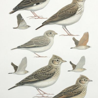 Larks 3