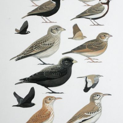 Larks 1