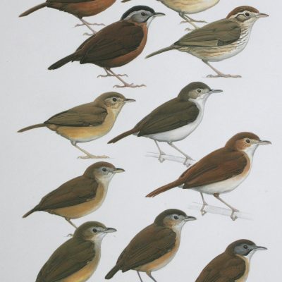 Pellorneum and Trichastoma Babblers