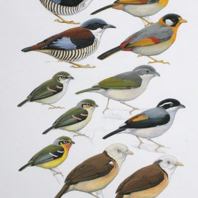Cutia, Silver-eared mesia, Pteruthius Babblers and White-hooded Babbler