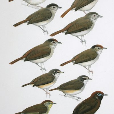 Melacopteron and Macronous Babblers