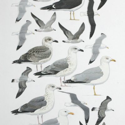 Large 'White-headed' Gulls - Comparison plate