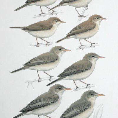 Hippolais Warblers