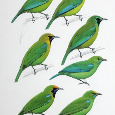 Leafbirds - not published in 'Birds of the Thai-Malay Peninsular'