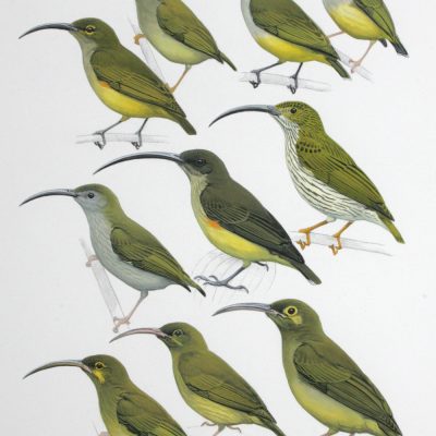Spiderhunters