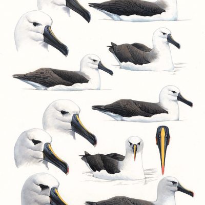 Atlantic Yellow-nosed Albatrosses - sitting on water