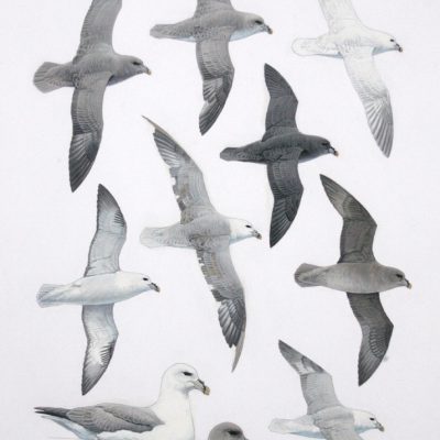 Atlantic Northern Fulmar