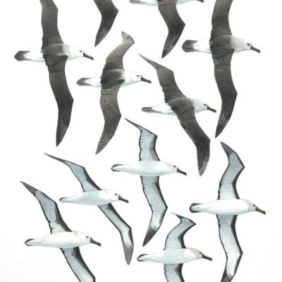 Atlantic Yellow-nosed Albatrosses - flight