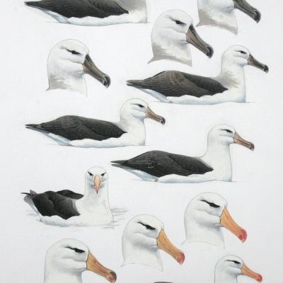 Black-browed Albatrosses - sitting on water