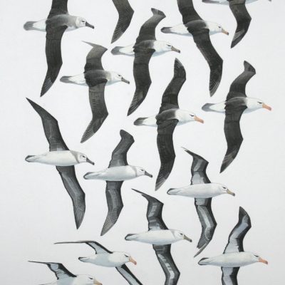 Black-browed Albatrosses - flight