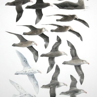 Southern and Northern Giant Petrels