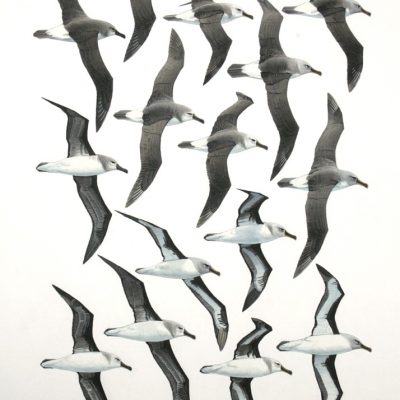 Grey-headed Albatrosses - flight