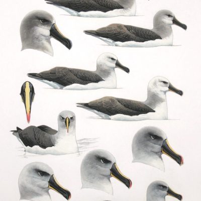 Grey-headed albatrosses - sitting on water