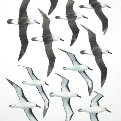 Indian Yellow-nosed Albatrosses - flight