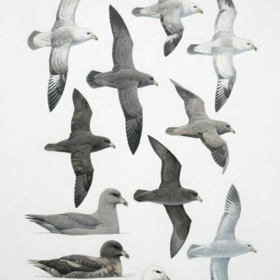 Pacific Northern Fulmar