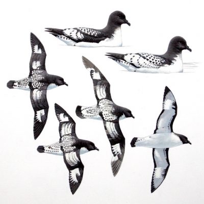 Pintado Petrels