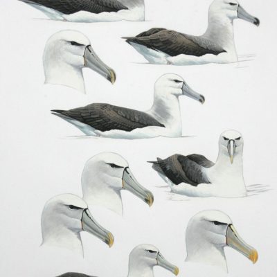 Shy Albatrosses - sitting on water
