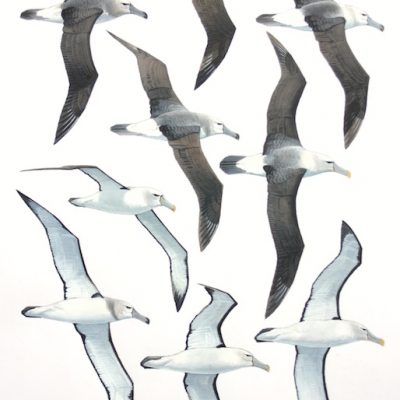 Shy Albatrosses - flight