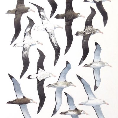 Tristan Albatrosses - flight