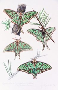 Spanish Moon Moth