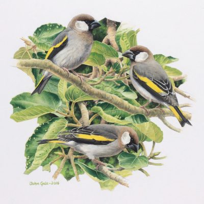 Golden-winged Grosbeaks