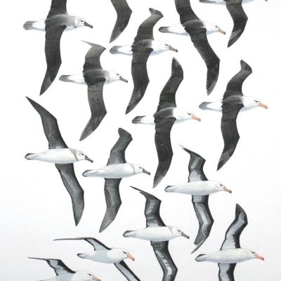 Black-browed Albatrosses