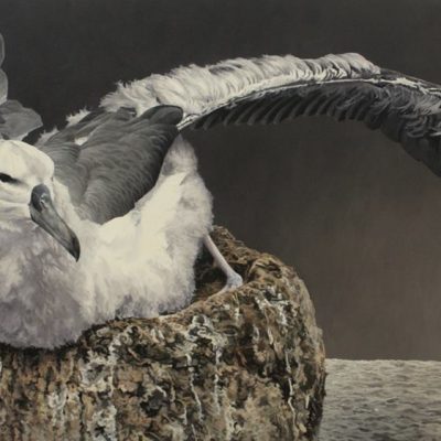 About to go to sea - fledgling Black-browed Albatross