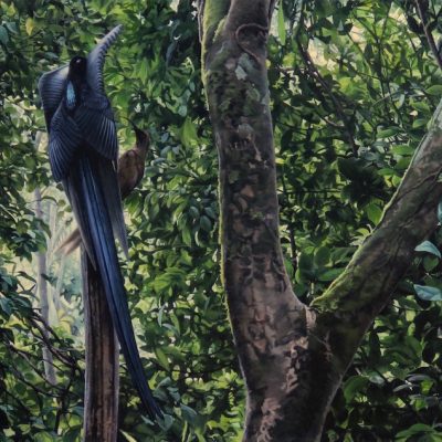Black Sicklebill - dawn display