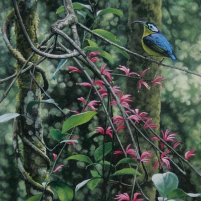 Common Sunbird-Asity
