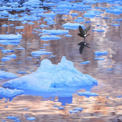 Wilson's Storm-petrel and bergy bits - South Georgia