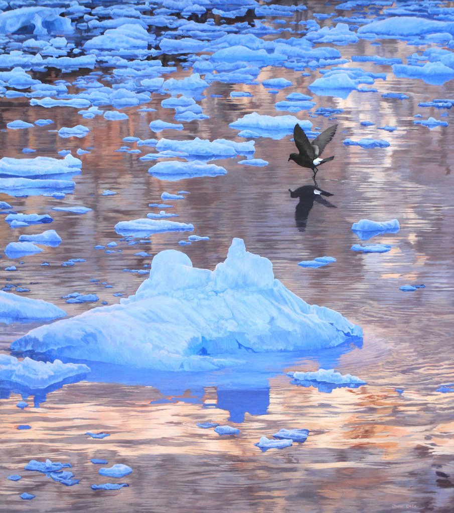 Wilson's Storm-petrel and bergy bits - South Georgia